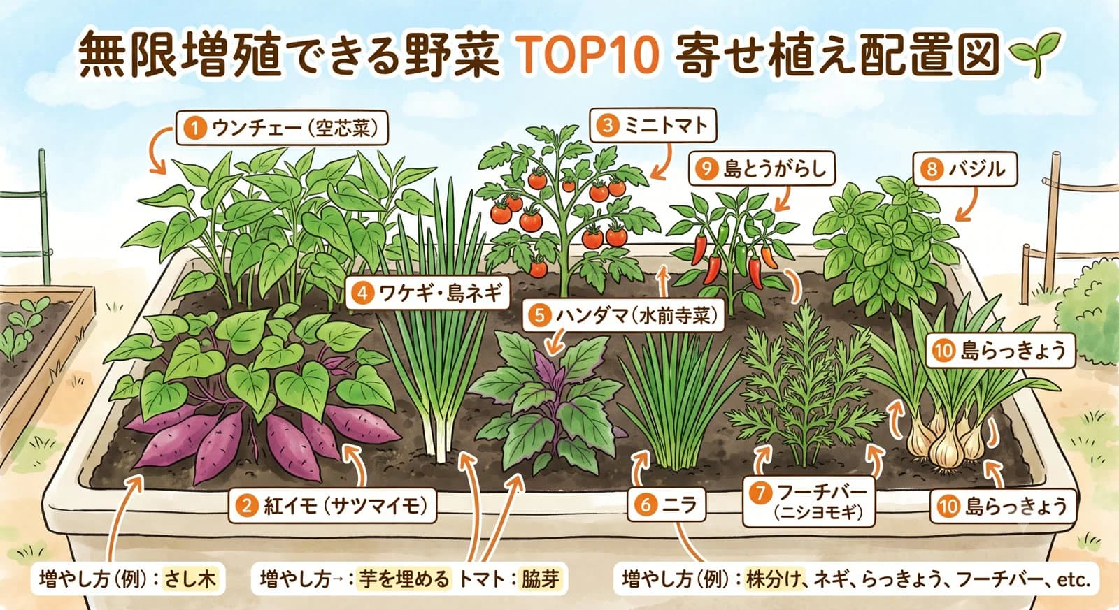 無限増殖できる野菜TOP10の寄せ植え配置図。プランターにウンチェー・紅イモ・ミニトマト・ワケギ・ハンダマ・ニラ・フーチバー・バジル・島とうがらし・島らっきょうを配置し、さし木・芋を埋める・脇芽・株分けなど増やし方も図解