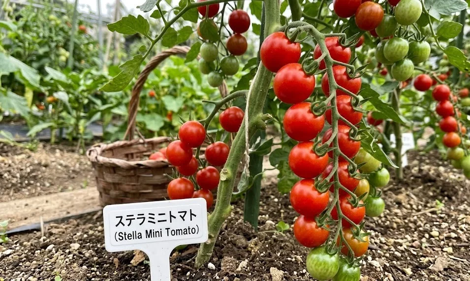 ステラ