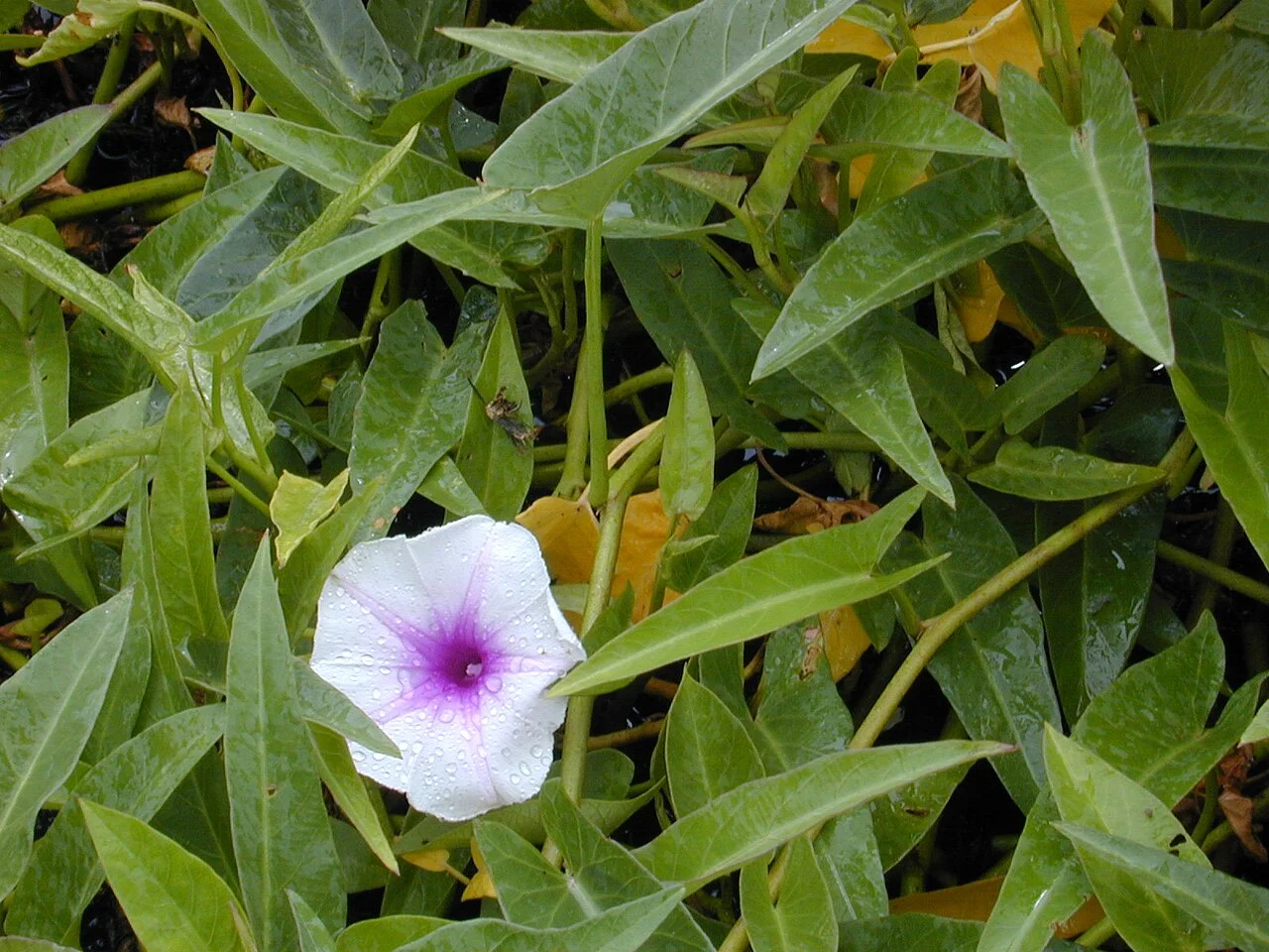 畑で育つ空芯菜（ウンチェー）の葉と花