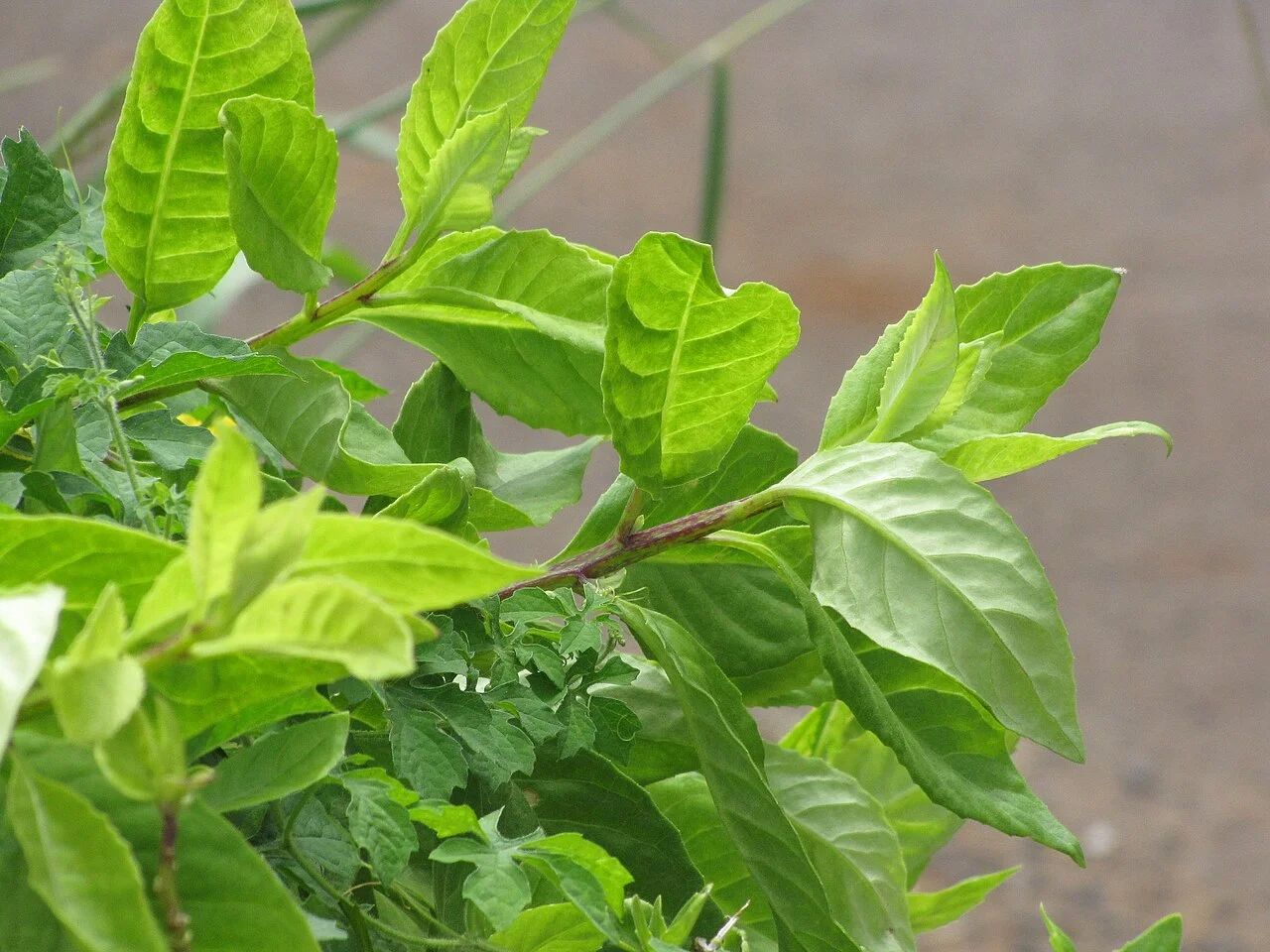 ハンダマ（水前寺菜）の葉